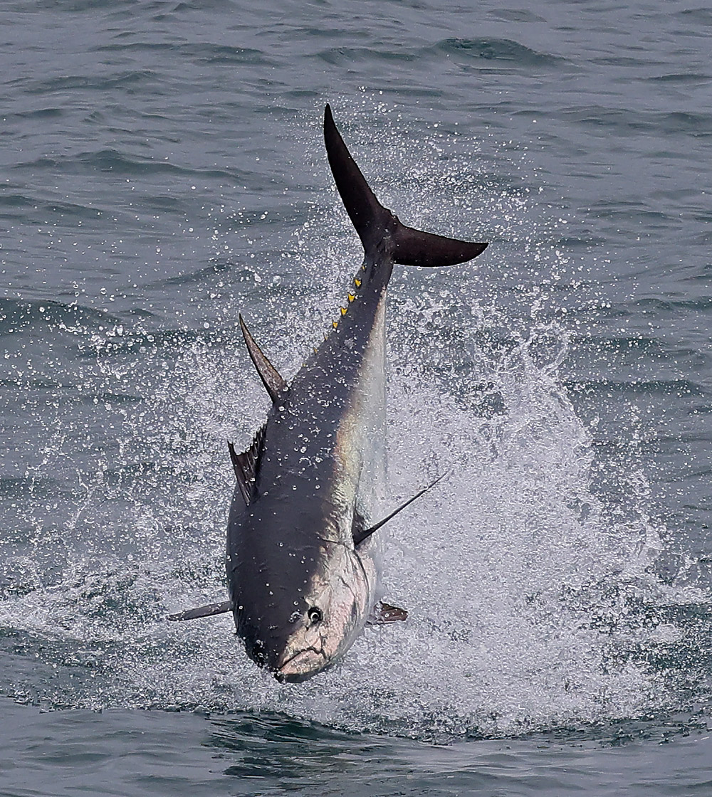 Bluefin tuna